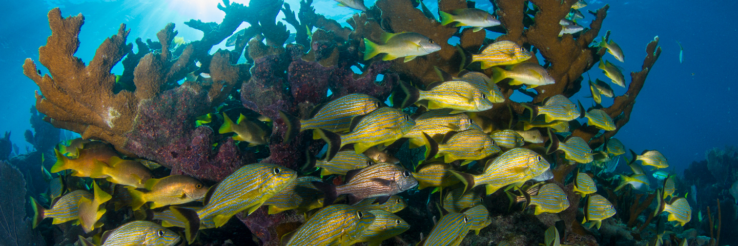 school of fish, environmental science
